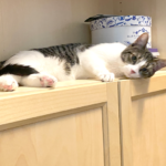 No Surrender’s first foster cat: Michael’s cat Niqe explores its new space.