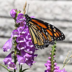 The gardeners are planting native plants to support pollinators like bees and butterflies. (Stephen Thirlwall/The BUZZ)