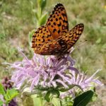 A monarch butterfly feeding on nectar. (Dinah Robinson/The BUZZ)