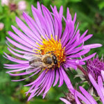 Honeybees getting fall sustenance from an aster flower. (Dinah Robinson/The BUZZ)