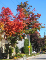 These trees decorate a Centretown street with bright colours. (Stephen Thirlwall/The BUZZ)