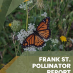 The cover of the 2022 Frank Street Bee and Butterfly Garden Pollinator Report.
