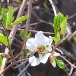 A Dunning's Miner Bee obtains essential nectar from the blossoms on a cherry tree. (Dinah Robinson/The BUZZ)