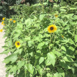 These sunflowers in a Golden Triangle front garden are more than 1.5m tall, which violates new regulations on plant height in the city's right-of-way. (Alayne McGregor/The BUZZ)