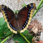 The mourning cloak butterfly is one of the few species which overwinter as an adult, in leaf litter and crevices of bark. Most butterflies overwinter as larva or pupae. (Dinah Robinson/The BUZZ)