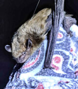 A Big Brown Bat wrapped in a fleece blanket, after being tagged by Carleton University researchers investigating bat habitat. (Erin Stukenholtz/Carleton University)