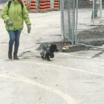 On November 8, Claire Poisson walks her dog Lucy through the remaining construction from the replacement of the Percy Street bridge on the Queensway. The Percy underpass reopened to pedestrians and cyclists, but not to motorists, earlier that week. Poisson told The BUZZ she was delighted at the reopening because the detour this summer added 10 to 15 minutes to her walk from her home in Centretown to her workplace in the Glebe. (Alayne McGregor/The BUZZ)