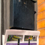 The Centretown BUZZ being delivered to mailboxes. (Charles Akben-Marchand/The BUZZ)