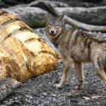 This photograph by Michelle Valberg, "The hunger games", is one of 11 on display at the Canadian Museum of Nature in its exhibit, Wolves: Shapeshifters in a Changing World. On Vancouver Island, a wolf inspects the carcass of a dead humpback whale that washed up on shore, while keeping a keen eye and ear on any potential threat. (by permission CMN)