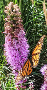 A monarch butterfly on a blazing star flower (Dinah Robinson/The BUZZ)