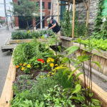 A volunteer at work in the Centretown United Donation Garden beside Bank Street’s busy traffic. (Linda Pollock/The BUZZ)