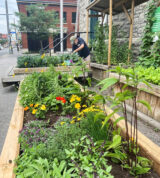A volunteer at work in the Centretown United Donation Garden beside Bank Street’s busy traffic. (Linda Pollock/The BUZZ)