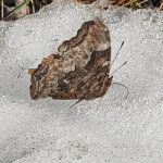 The rescued butterfly drinking from snow earlier this month. (Dinah Robinson/The BUZZ)